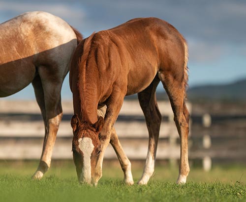 FOAL